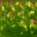 Eső után 2008. Olaj - vászon 50x70 cm